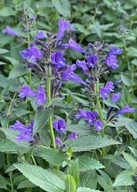 Nepeta Subsessilis Prelude Purple Balprelurp