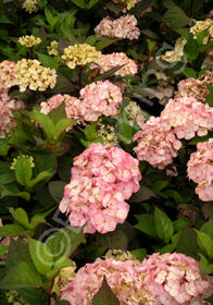 Hydrangea macrophylla var. serrata 'Preziosa'