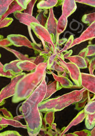 Coleus (Solenostemon) 'Tiny Red Toes'