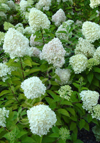 Hydrangea paniculata 'Limelight'