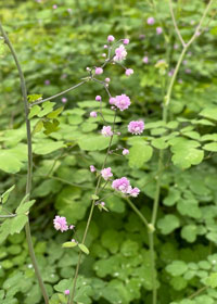 Thalictrum delavayi 'Hewitt's Double'