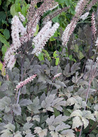 Actaea simplex Black Negligee'