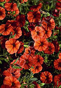 Calibrachoa MiniFamous 'Tangerine'