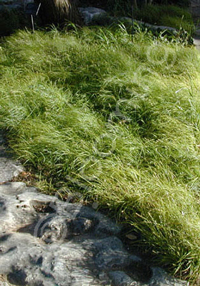 Carex retroflexa var. texensis