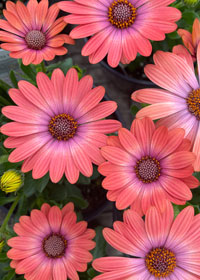 Osteospermum ecklonis Serenity™ Coral Magic ('Balsercoric')