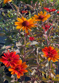Heliopsis helianthoides 'Fire Twister'
