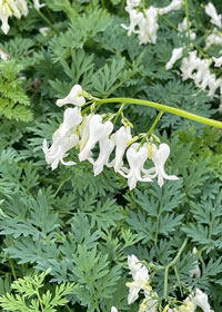 Dicentra AMORE 'Titanium'