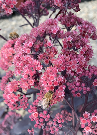 Sedum x Mojave Jewels™ Ruby'