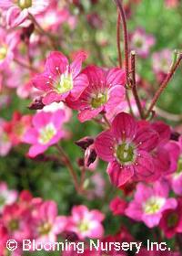 Saxifraga x arendsii Touran Deep Red