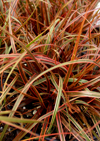 Uncinia rubra 'Belinda's Find'