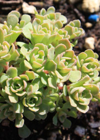 Sedum nevii 'Pink Form'