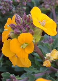 Erysimum Glow™ Orange