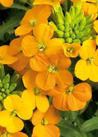 Erysimum Glow 'Orange'