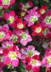 Saxifraga x arendsii Touran Scarlet