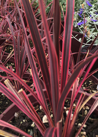 Cordyline australis Dance™ Salsa'